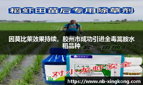 因莫比莱效果持续,胶州市成功引进全毒蒿胺水稻品种